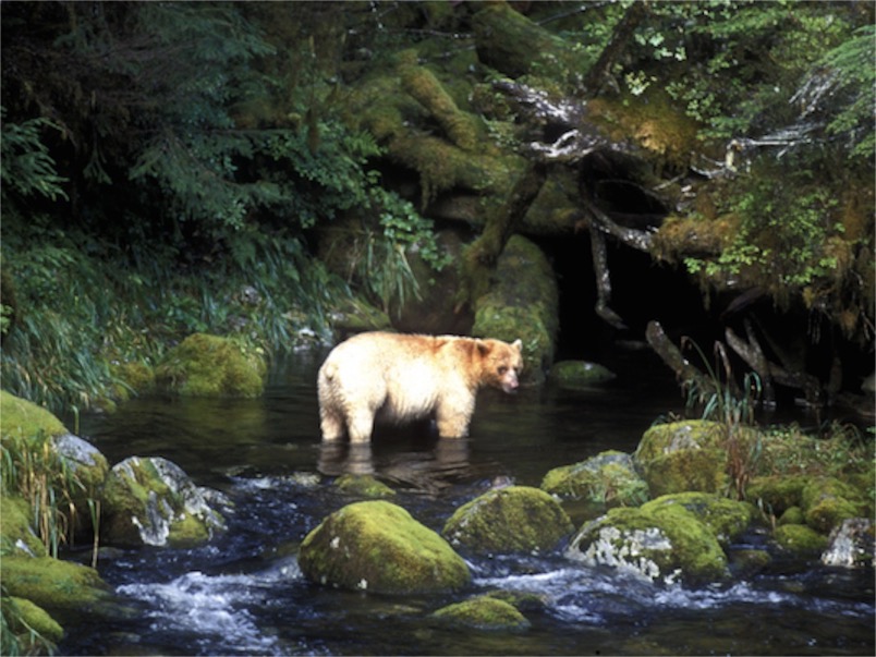 Spirit Bear