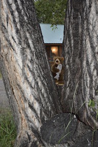 Edward in the cottonwoods