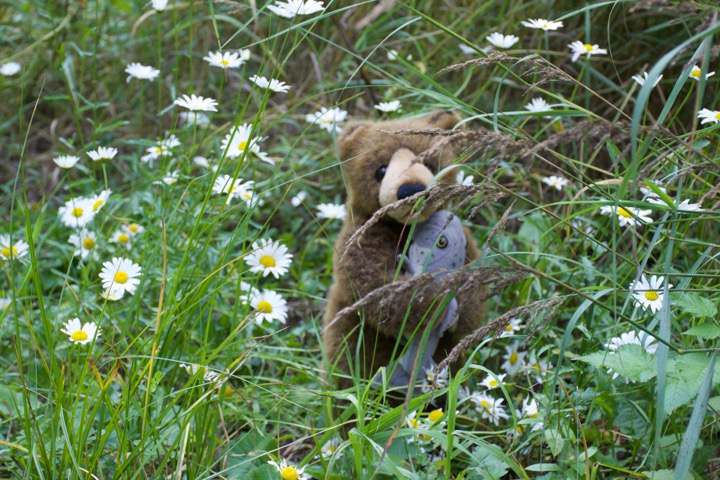 Edward in the Daisies