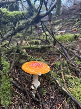 6F6AEBEA-A7BB-40A6-AA81-77FD9FB95B54_1_105_c