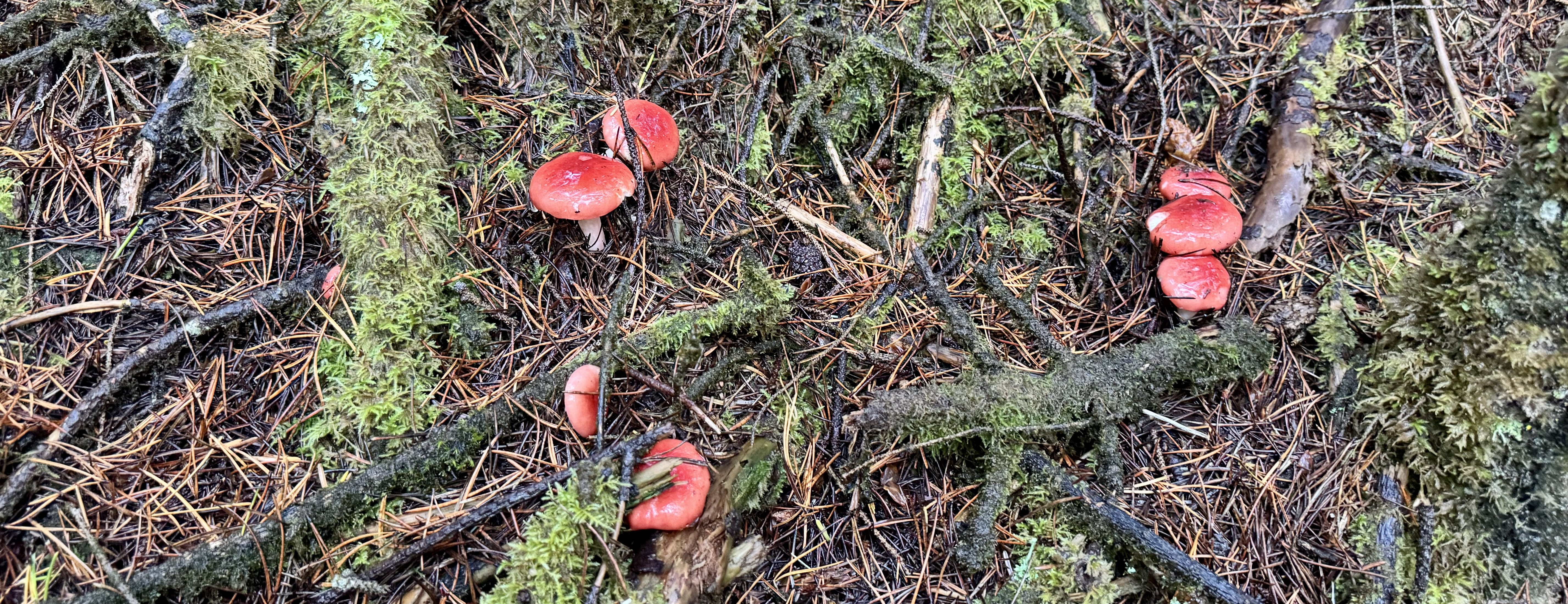 76B3A6EC-4074-4633-9FFA-A3B5D596EE78_1_201_a