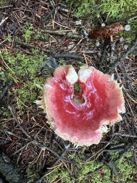 91007AB6-FFD7-413A-B5DC-DA12D22C5329_1_105_c