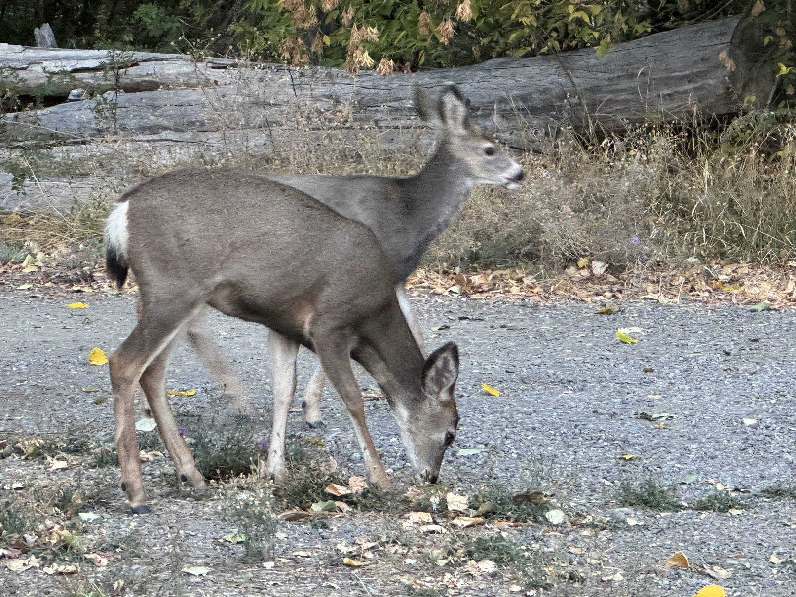 EDC18D61-CD82-4512-9A60-F1A6CEC15A06