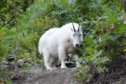 A85AB967-A8F8-4CF1-ABEC-6F5B008D0AD8_1_105_c