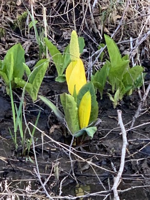 FB0420D8-22D4-4F87-A551-CCFB2F38FE36_1_105_c