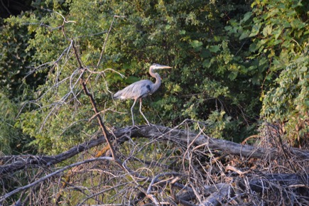 53D9AD45-3078-4493-98FE-AA75E7336BA7_1_105_c