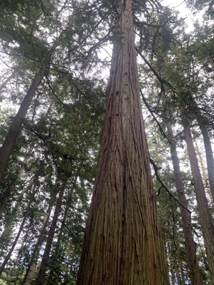 EBB8A09B-E1EF-43CC-BF3C-5A17962D32DE_1_105_c