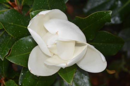 B6760F26-0727-4E1C-9B1B-3AEF0E2B0DB3_1_105_c