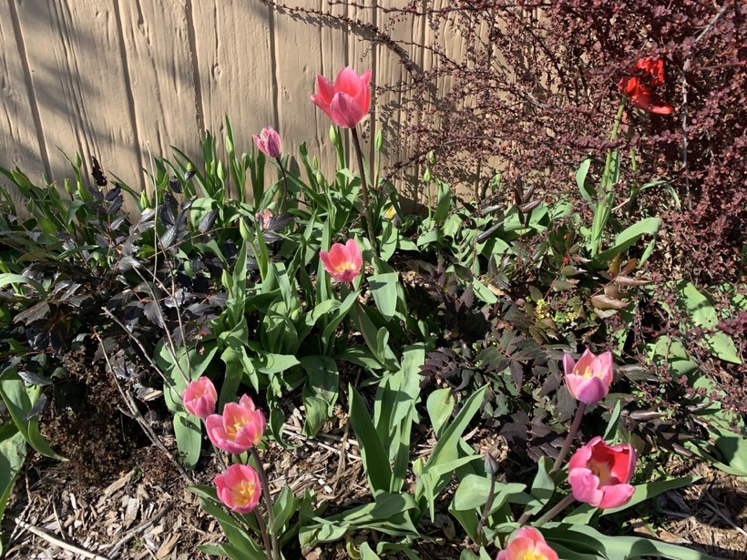 05250F3A-AECD-48CE-8C22-7374C3D105EA_1_105_c