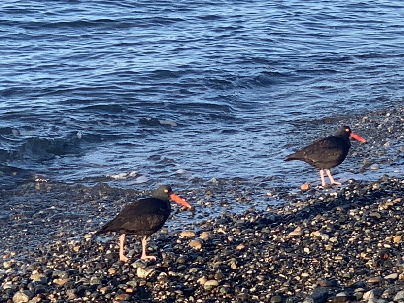 semiahmoooystercatchers