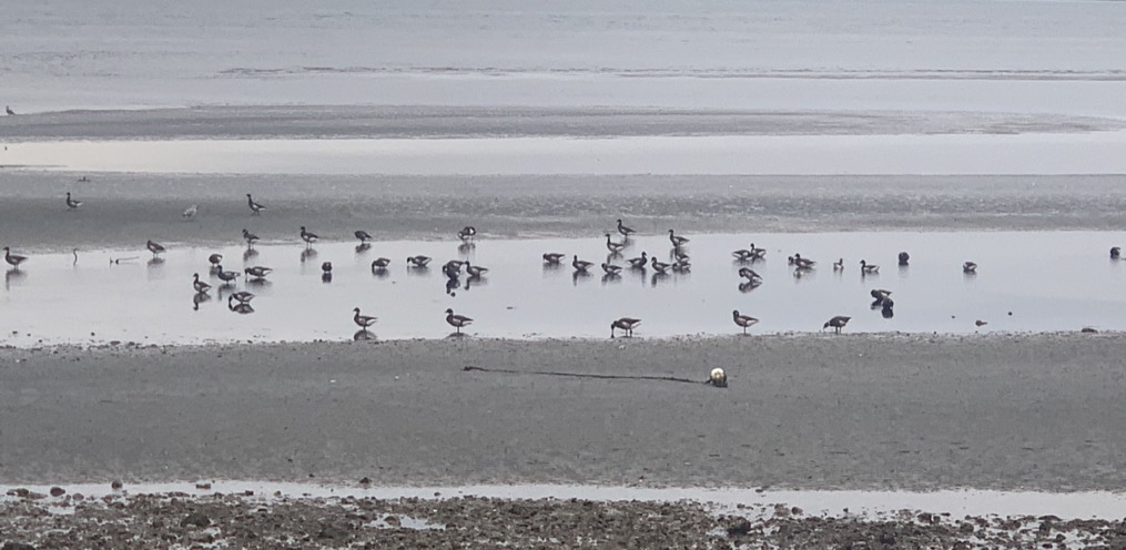 48B79197-F539-405C-B421-89037FA85DB9_1_105_c