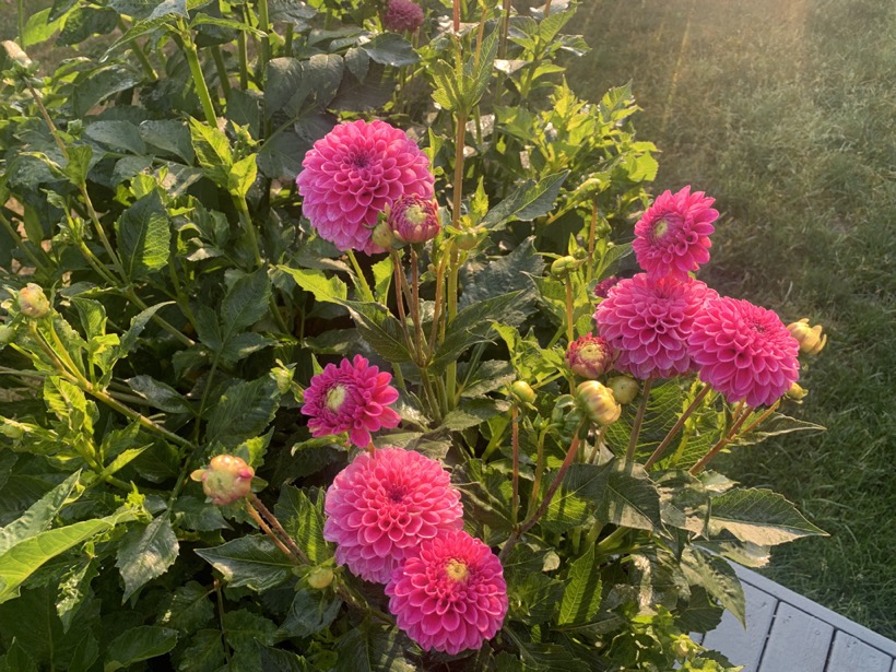 A30C9948-F351-4D80-95E2-4C3E7CB1F1E7_1_105_c