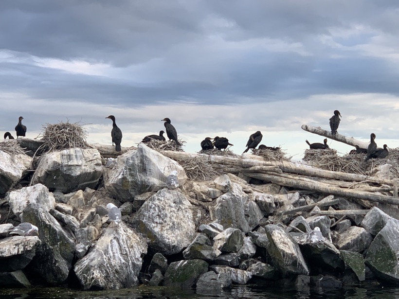 CDD46F33-0B2D-4131-9CB2-E56A783715C3_1_105_c