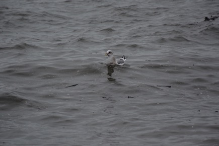 5BBA2566-00B2-4EF2-9717-FB7A37E9CFBB_1_105_c